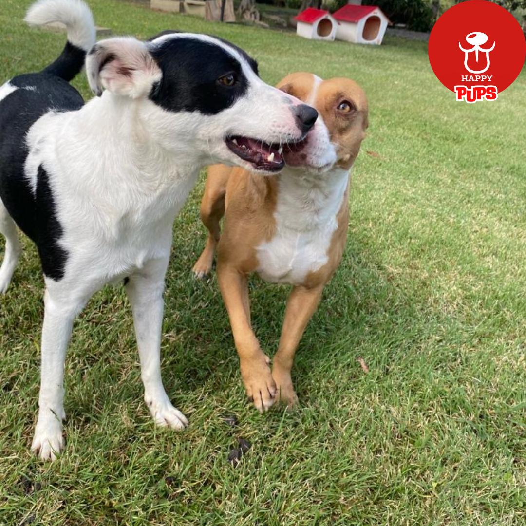 Spa y grooming para perros