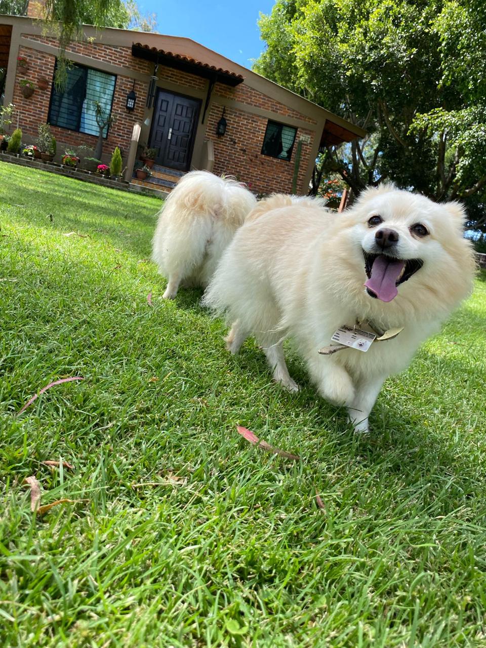 Guardería para perros