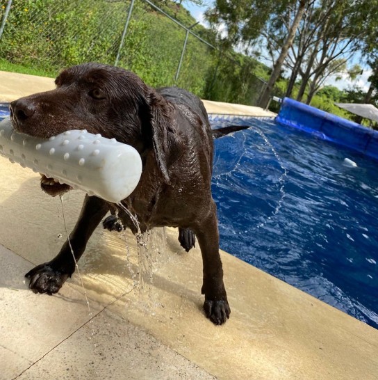 Guardería canina>
            </div>
            <div class=