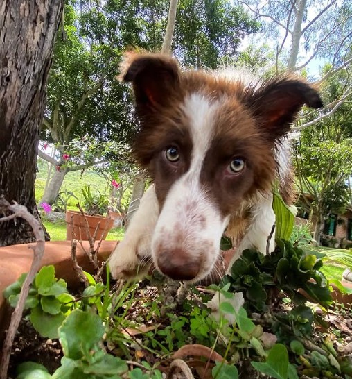 Adiestramiento y hotel canino